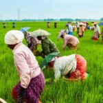 Agriculture